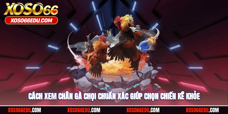 Cách xem chân gà chọi chuẩn xác giúp chọn chiến kê khỏe