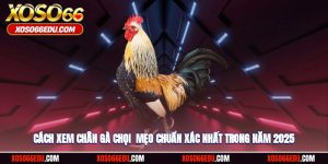 Cách Xem Chân Gà Chọi - Mẹo Chuẩn Xác Nhất Trong Năm 2025